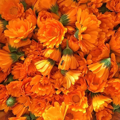 Calendula