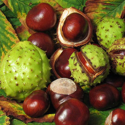 Horse Chestnut Extract (Core Ingredient)